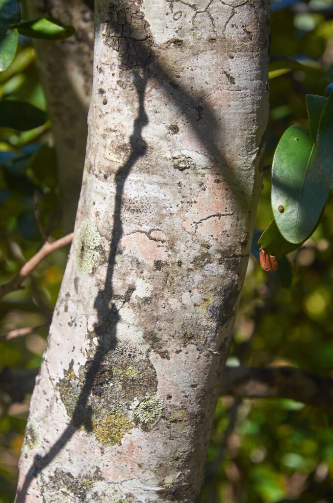 Diospyros leucomelas - Maurice