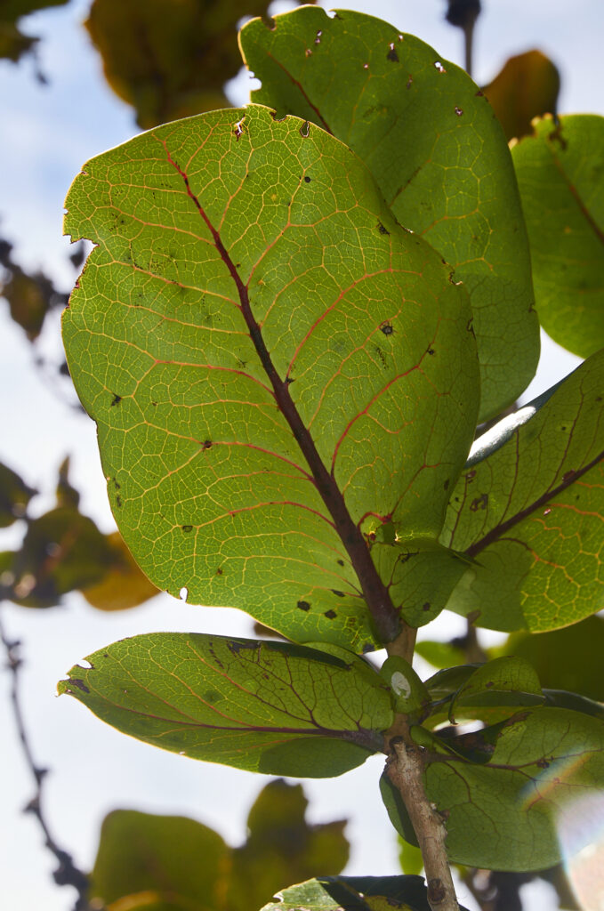 Diospyros leucomelas - Maurice