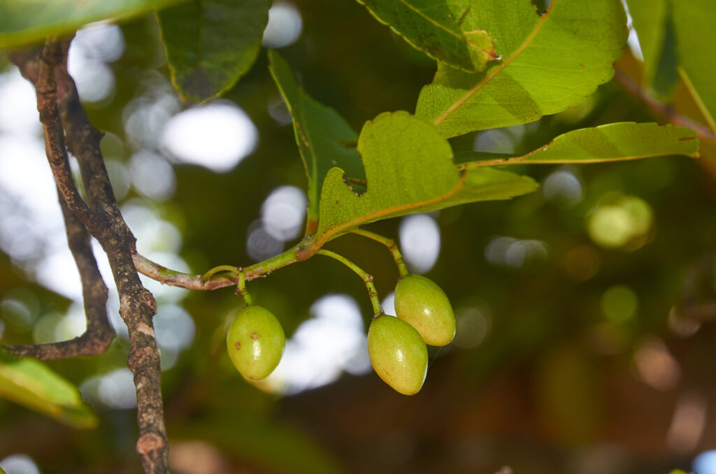 Elaeodendron orientale - Maurice