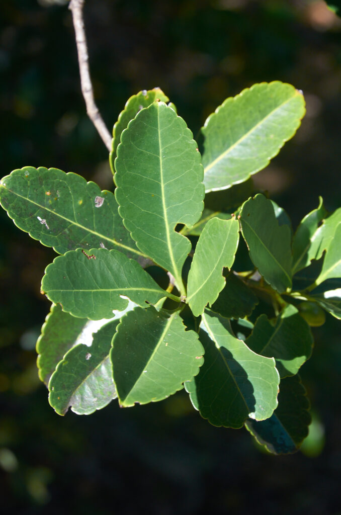 Elaeodendron orientale - Maurice