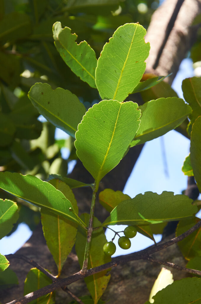 Elaeodendron orientale - Maurice