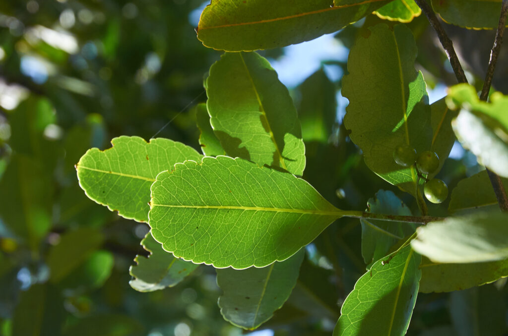 Elaeodendron orientale - Maurice