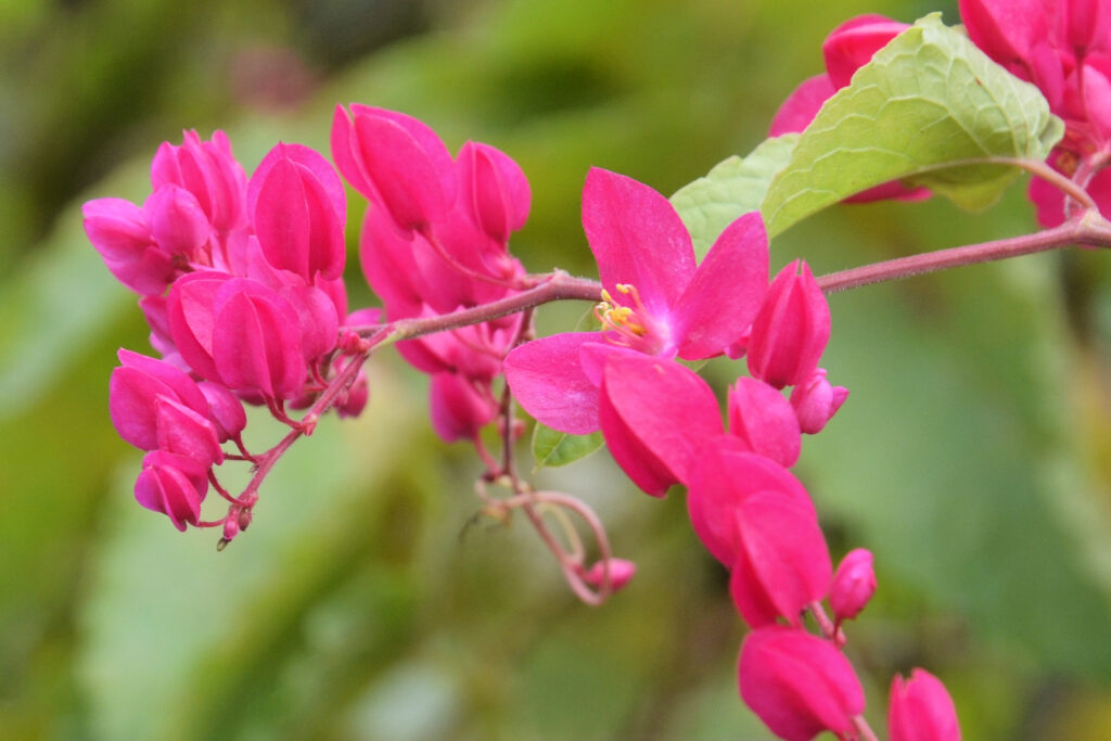 Antigonon leptopus - Maurice