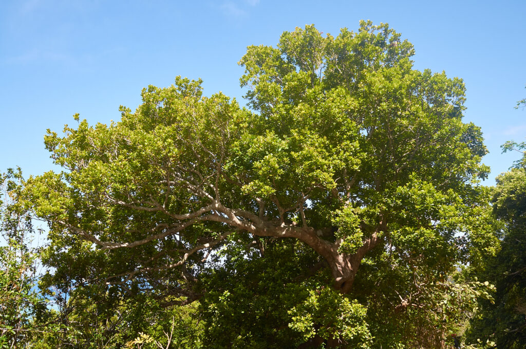 Elaeodendron orientale - Maurice