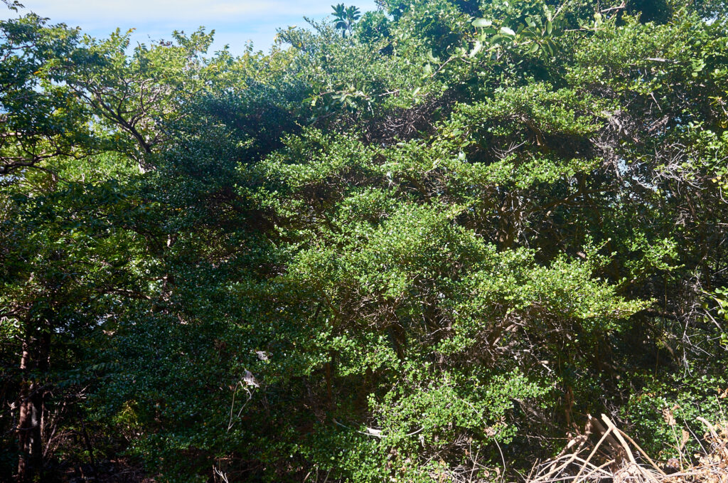 Fernelia buxifolia - Maurice