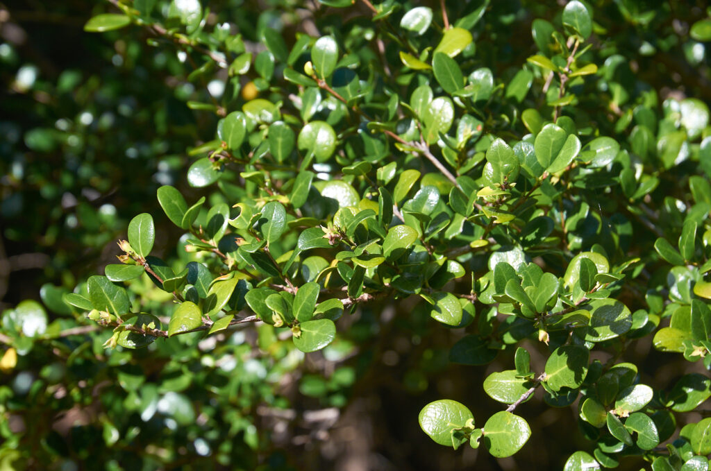 Fernelia buxifolia - Maurice