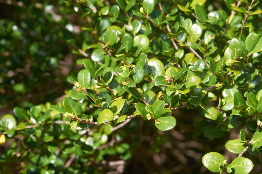 Fernelia buxifolia - Maurice