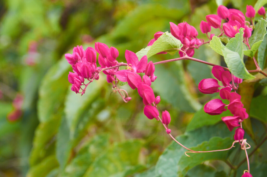 Antigonon leptopus - Maurice