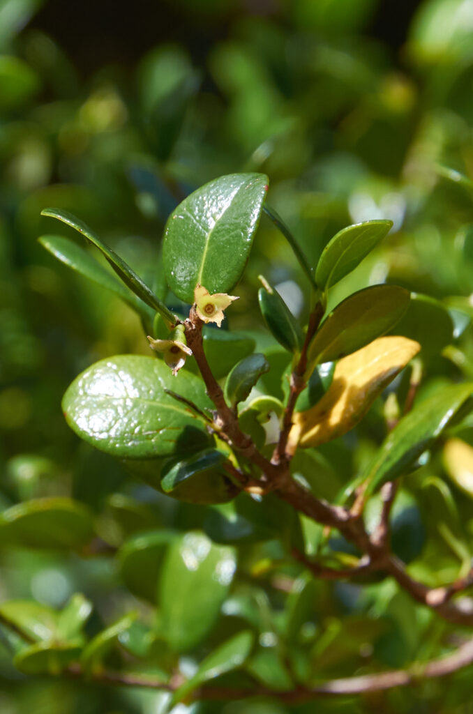Fernelia buxifolia - Maurice