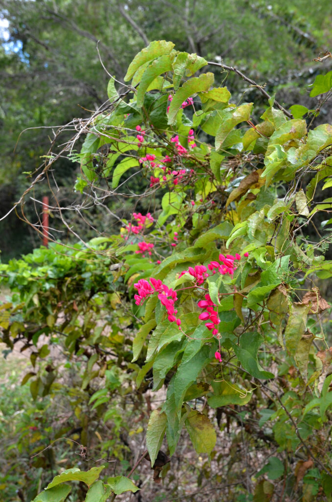 Antigonon leptopus - Maurice