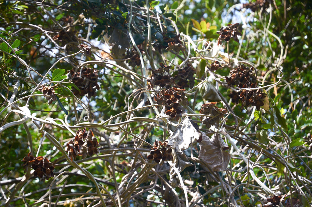 Argyreia nervosa - Maurice