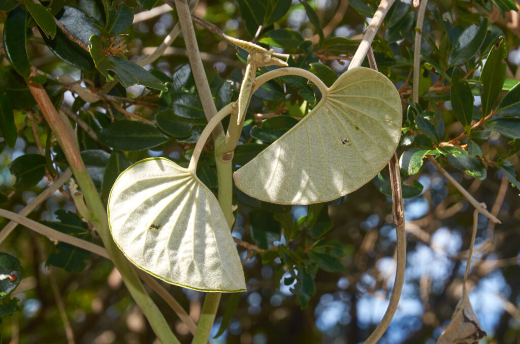 Argyreia nervosa - Maurice