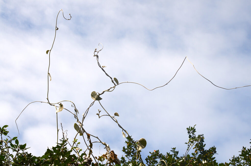 Argyreia nervosa - Maurice