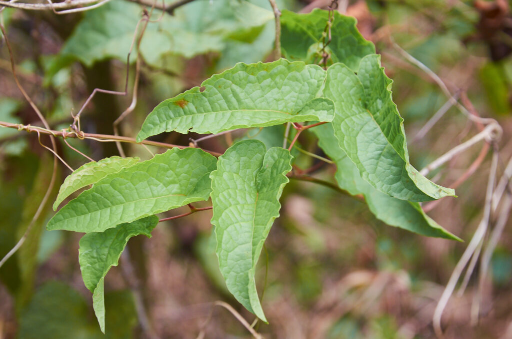 Antigonon leptopus - Maurice