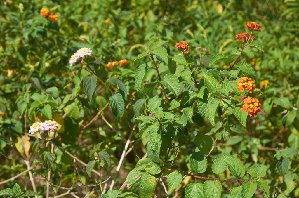 Lantana camara - Maurice