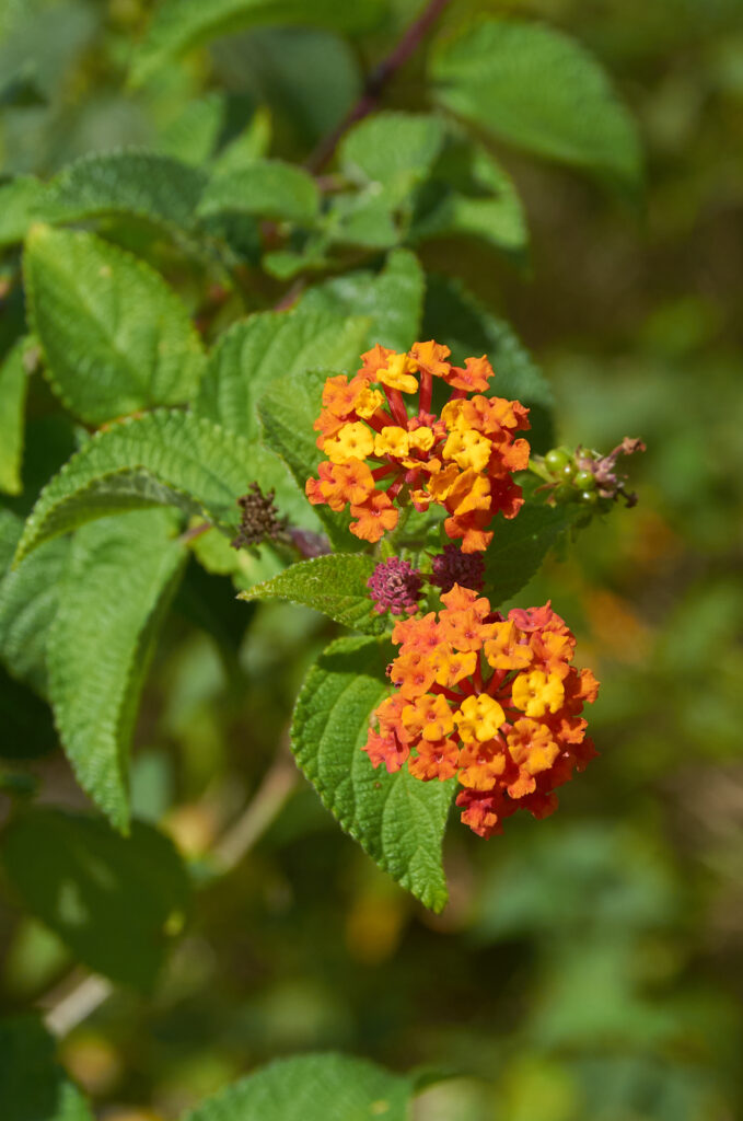Lantana camara - Maurice