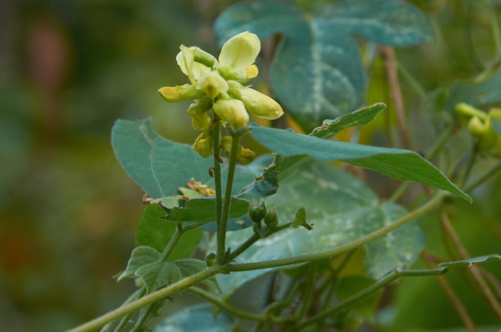 Rhynchosia malacophylla - Maurice