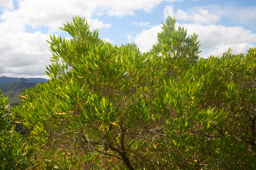 Dodonaea viscosa - Maurice