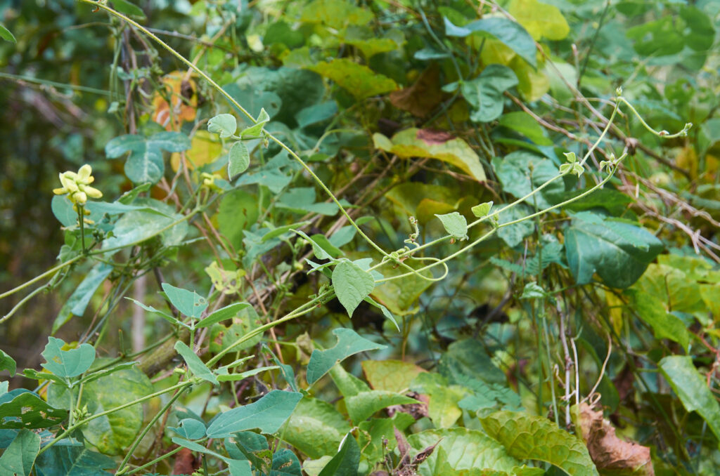 Rhynchosia malacophylla - Maurice