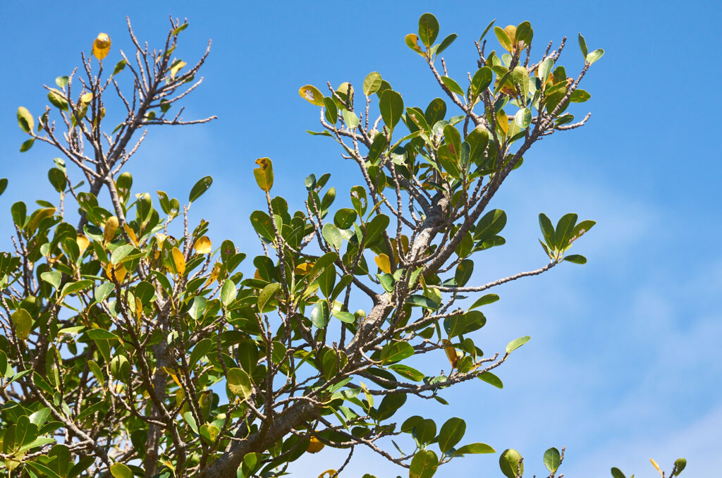 Ficus reflexa - Maurice