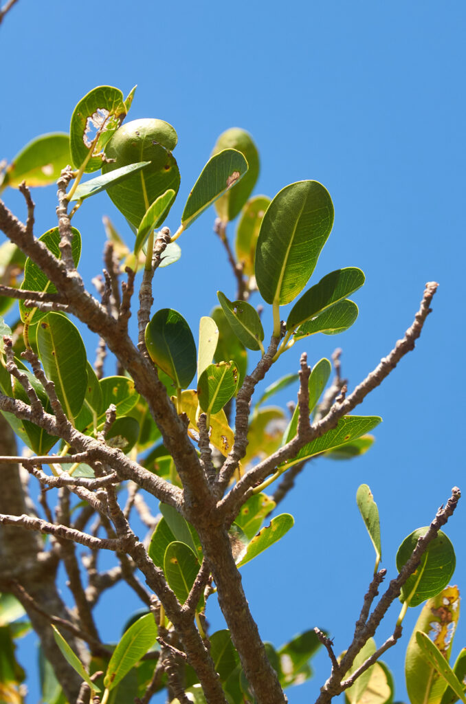 Ficus reflexa - Maurice