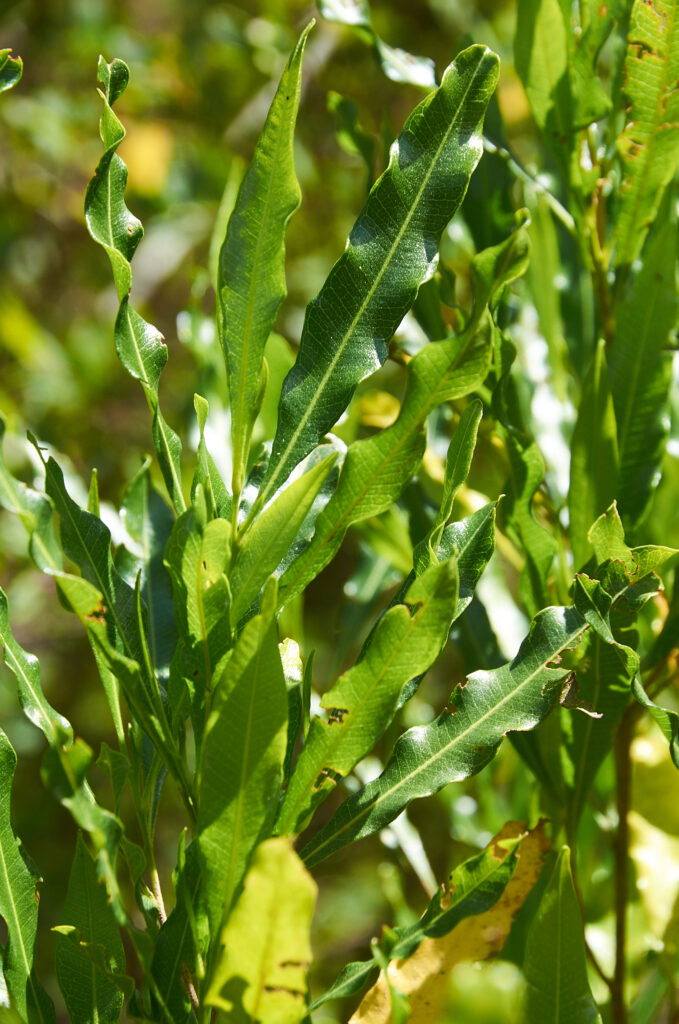 Dodonaea viscosa - Maurice