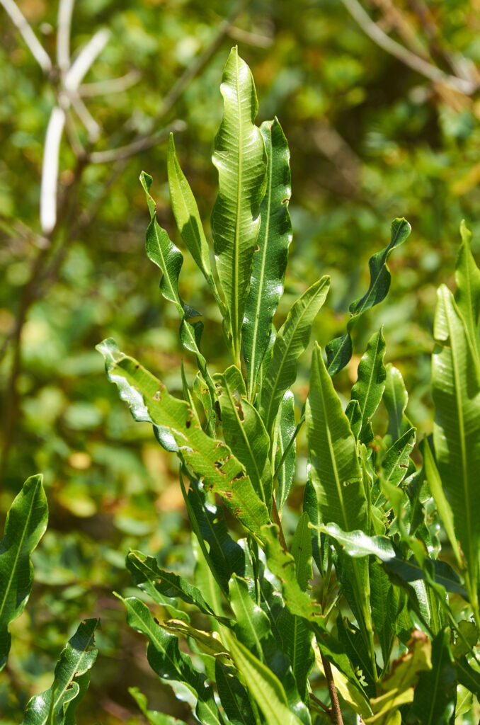 Dodonaea viscosa - Maurice