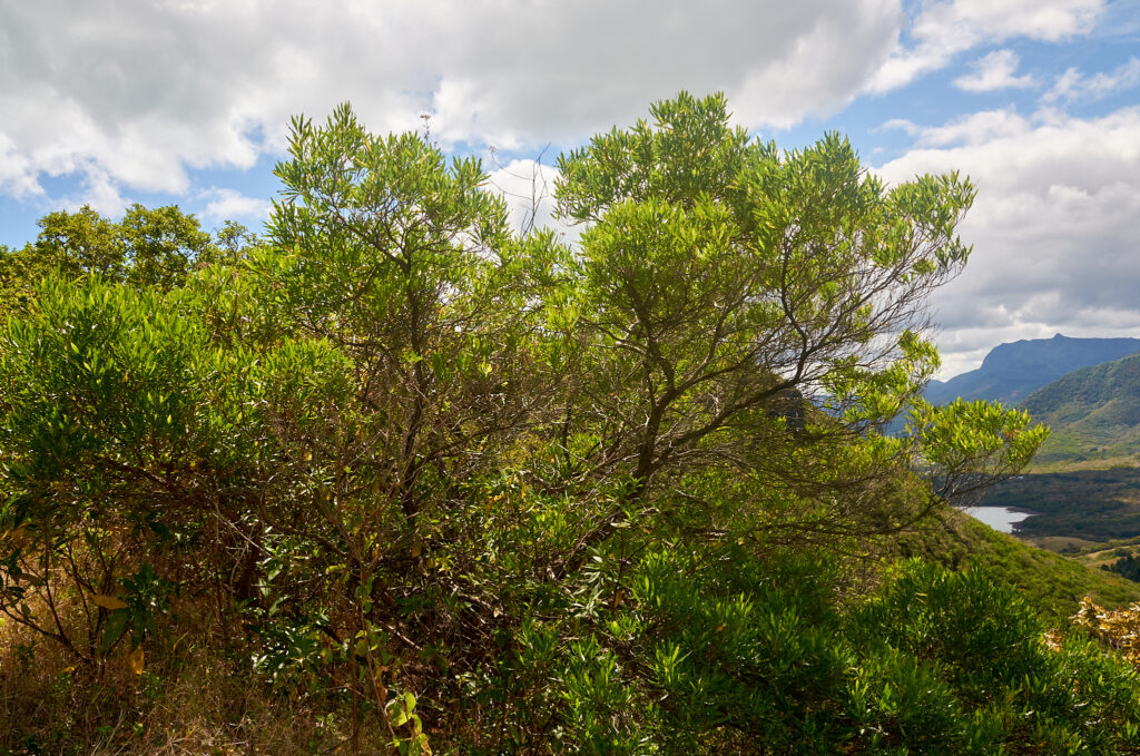 Dodonaea viscosa - Maurice
