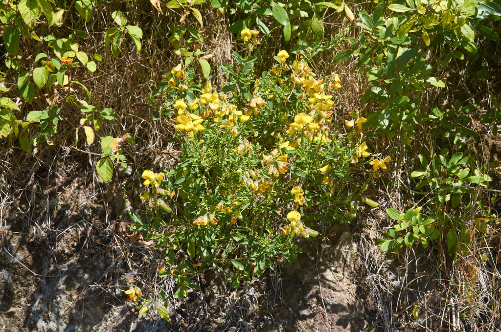 Crotalaria retusa - Maurice