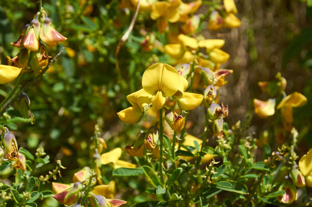 Crotalaria retusa - Maurice