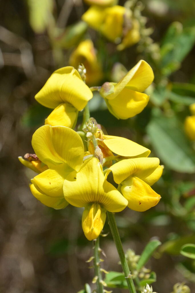 Crotalaria retusa - Maurice