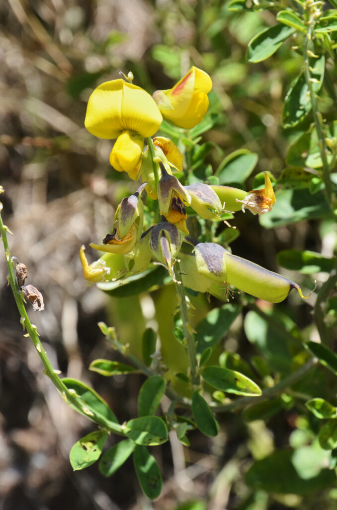 Crotalaria retusa - Maurice