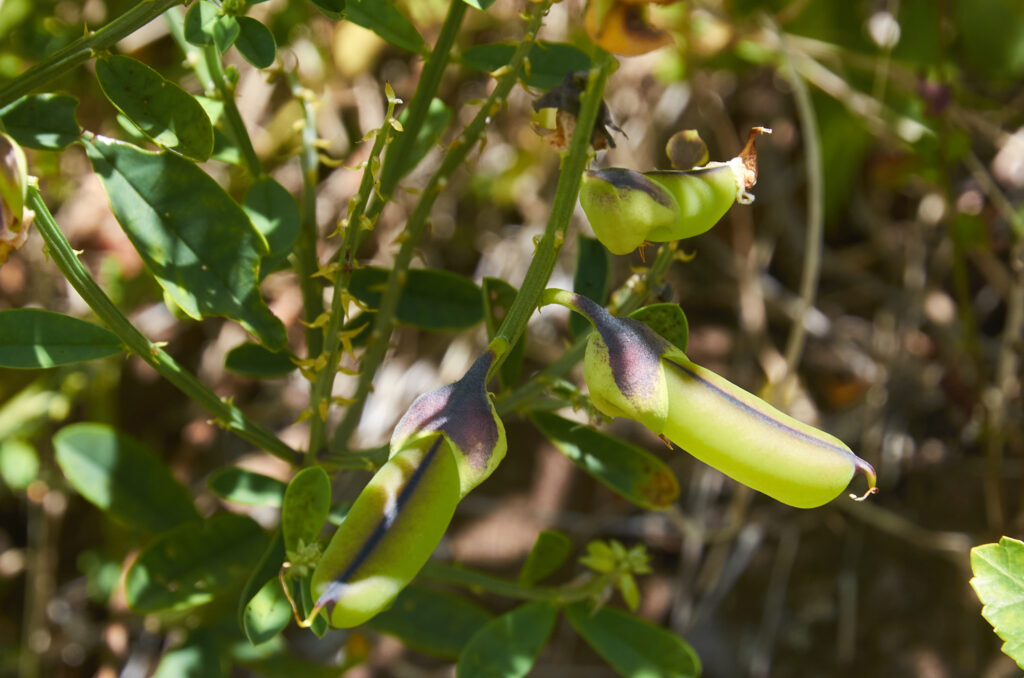 Crotalaria retusa - Maurice