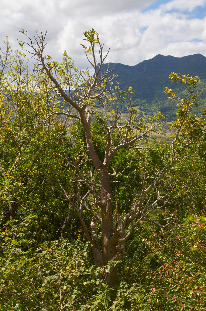 Cyphostemma mappia - Maurice