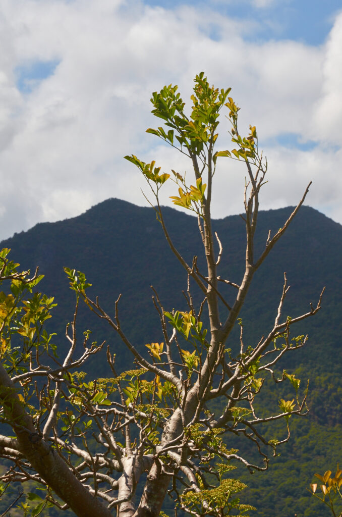 Cyphostemma mappia - Maurice