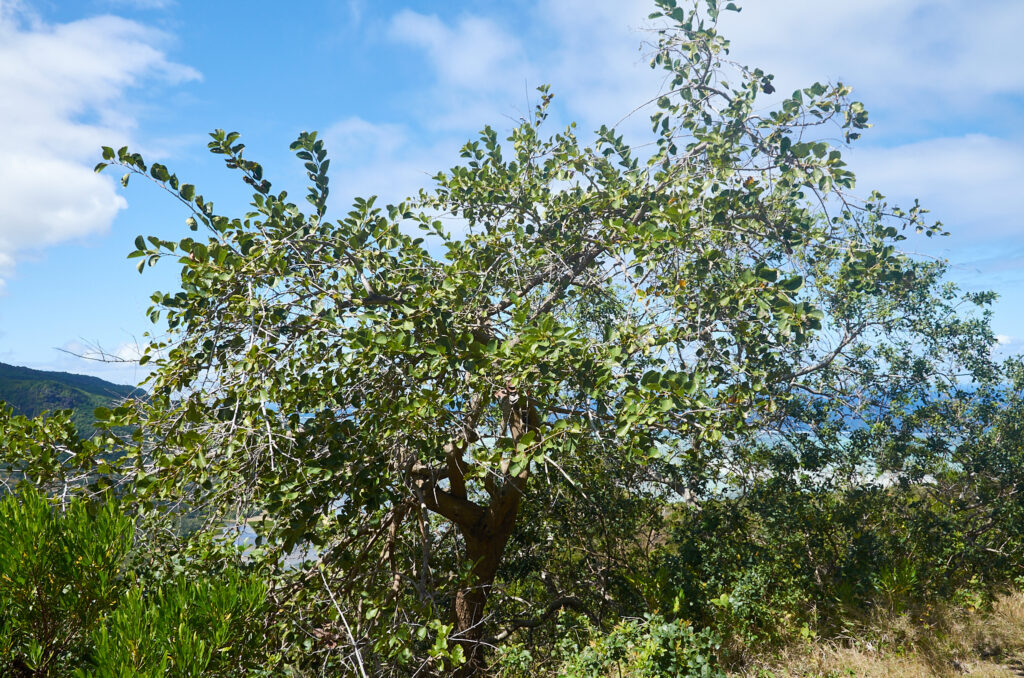 Cordia myxa - Maurice
