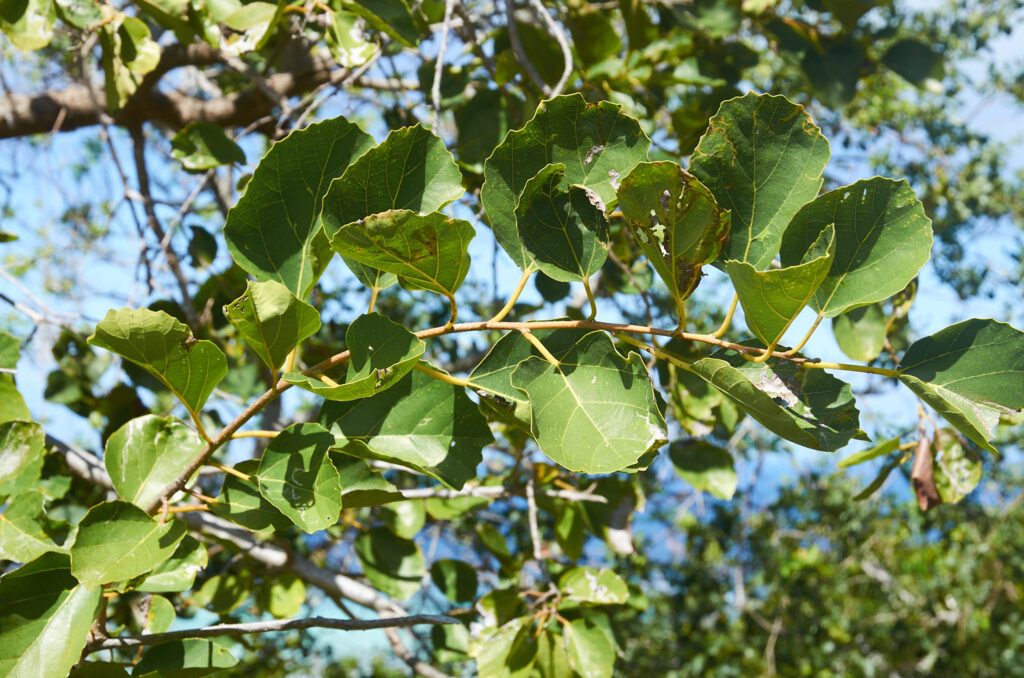 Cordia myxa - Maurice