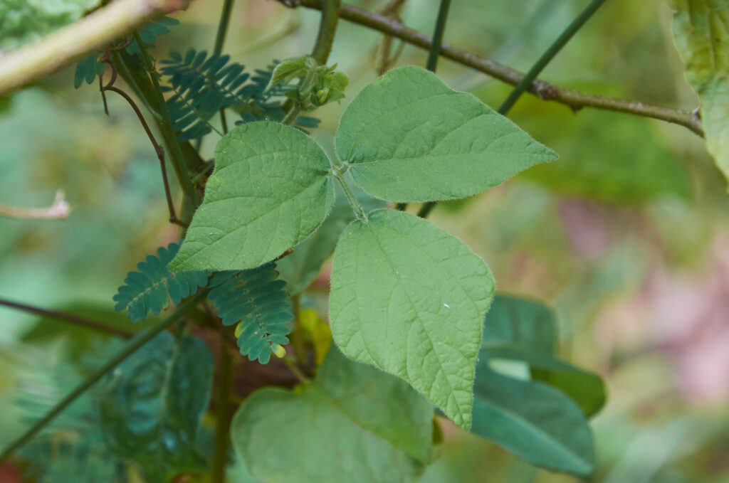 Rhynchosia malacophylla - Maurice