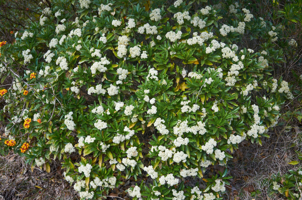 Psiadia viscosa - Maurice