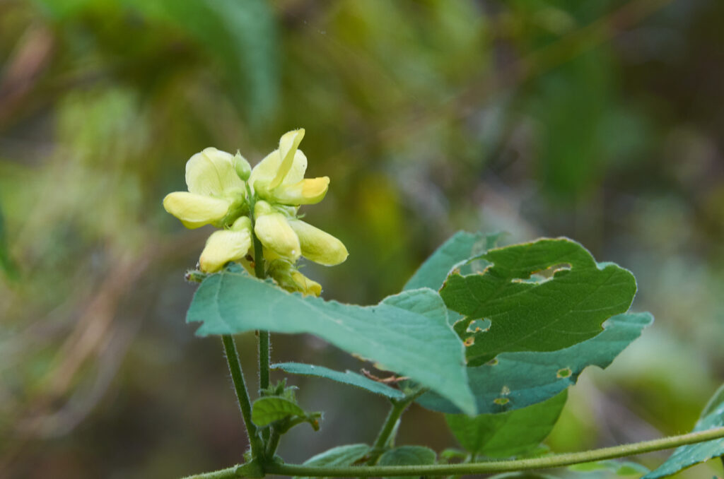 Rhynchosia malacophylla - Maurice