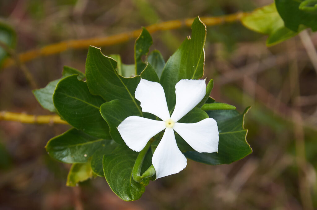 Catharanthus roseus - Maurice