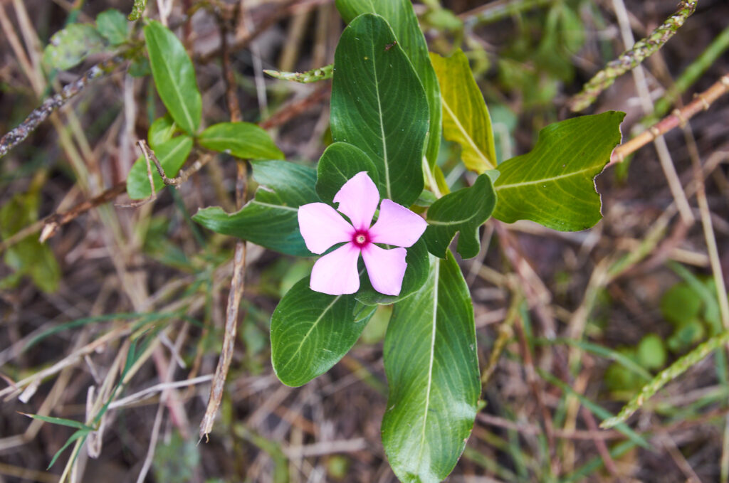 Catharanthus roseus - Maurice