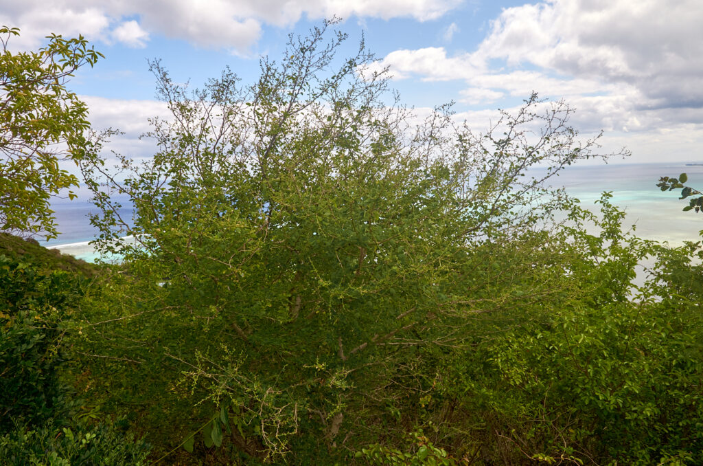 Pithecellobium dulce -Maurice