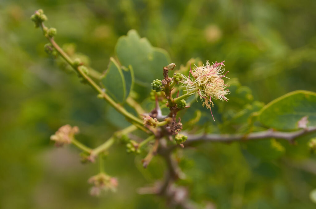 Pithecellobium dulce -Maurice