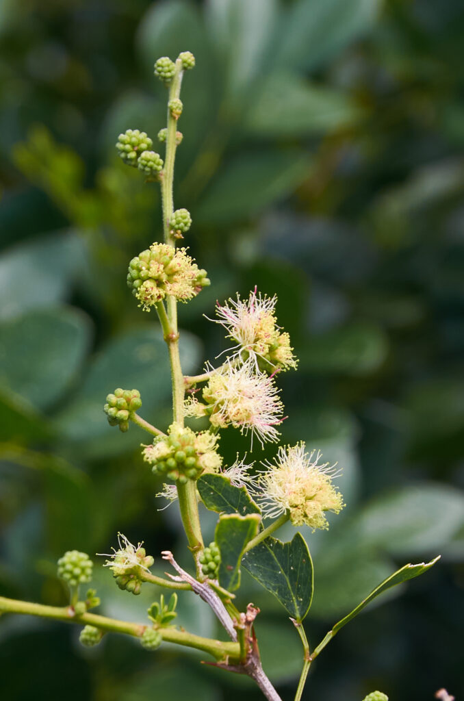 Pithecellobium dulce -Maurice