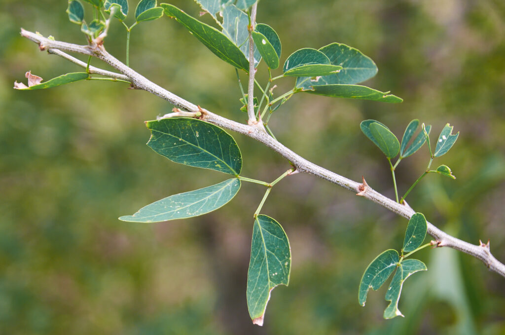 Pithecellobium dulce -Maurice
