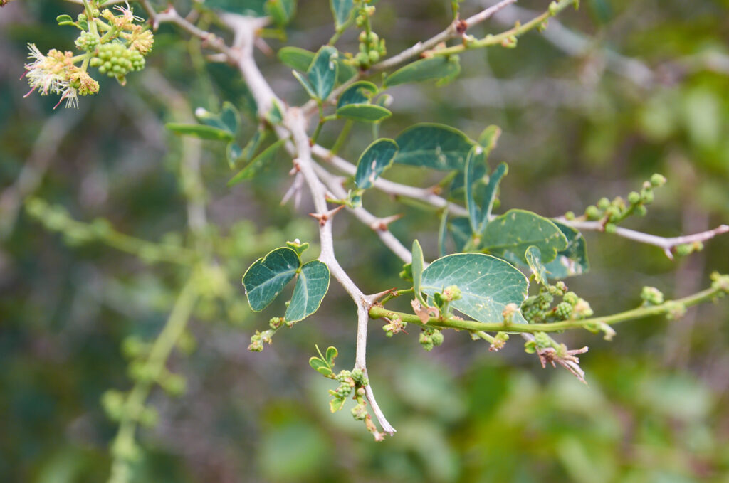 Pithecellobium dulce -Maurice