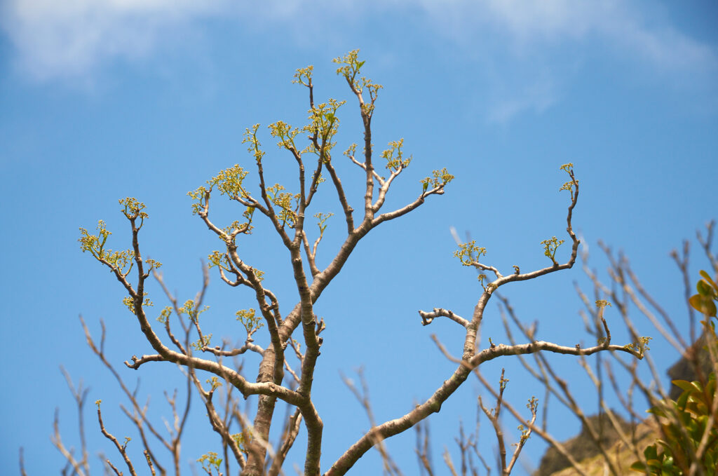 Cyphostemma mappia - Maurice