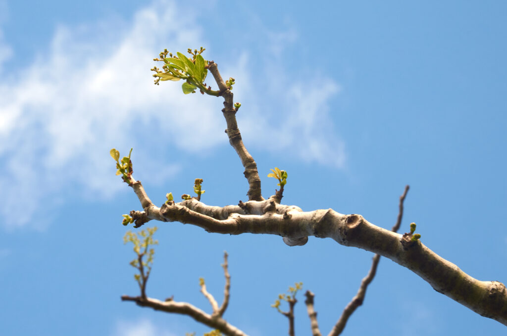 Cyphostemma mappia - Maurice