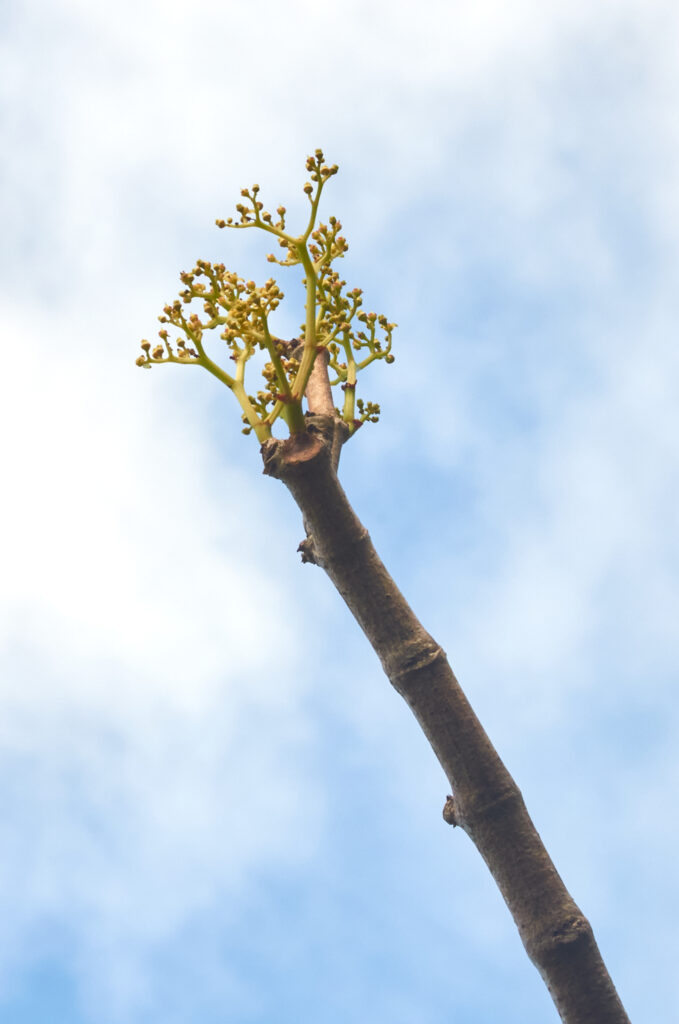 Cyphostemma mappia - Maurice